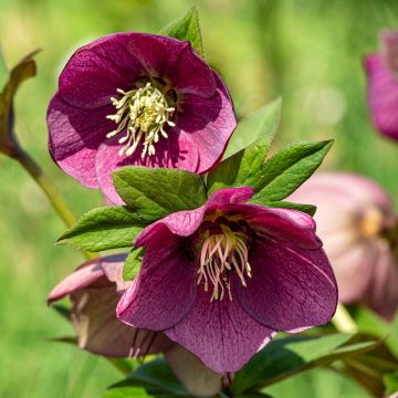 Helleborus orientalis Early purple