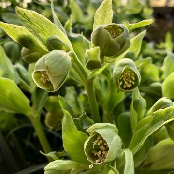 Helleborus foetidus Bowles Form - Stinkende Nieswurz