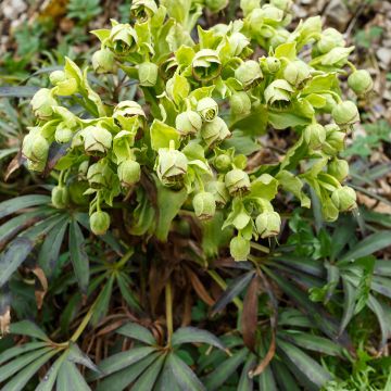 Helleborus foetidus