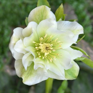 Helleborus orientalis Mrs Betty Ranicar