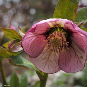 Helleborus hybridus Picotee