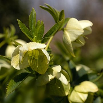 Helleborus orientalis Yellow Lady