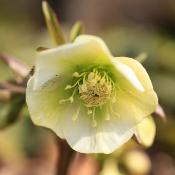 Helleborus orientalis Yellow Strain