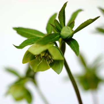 Helleborus multifidus - Geteiltblättrige Nieswurz