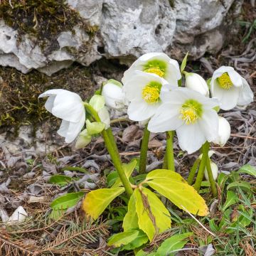 Hellébore niger ssp. macranthus