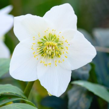 Hellébore niger ssp. macranthus