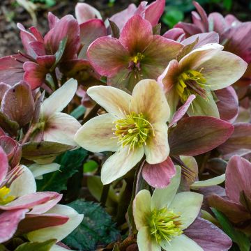 Helleborus nigercors Candy Love