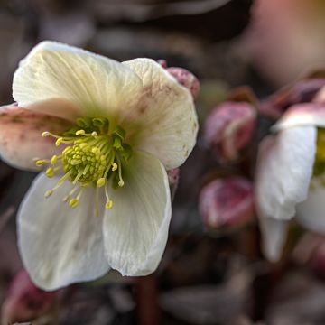 Helleborus nigercors Emma