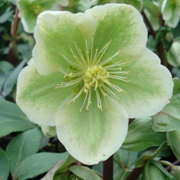 Helleborus nigercors