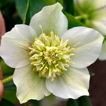 Helleborus orientalis Anemone White