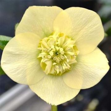 Helleborus orientalis Anemone Yellow