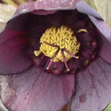 Helleborus orientalis Anemone Black