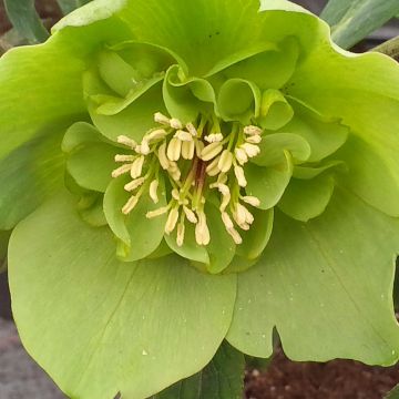 Helleborus orientalis Anemone Green