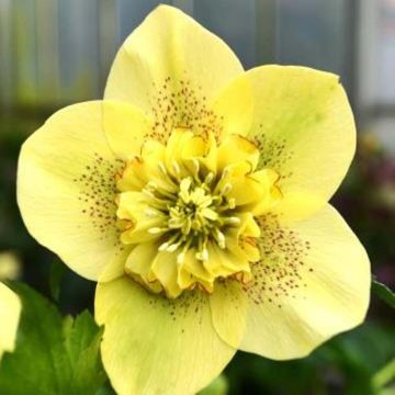 Helleborus orientalis Anemone Yellow Guttatus