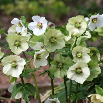 Helleborus orientalis White Red Center