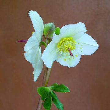 Helleborus orientalis White