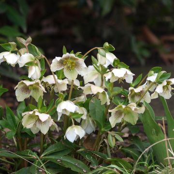 Helleborus orientalis White guttatus