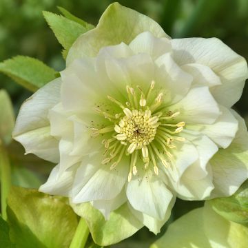 Hellébore orientale Double Blanc