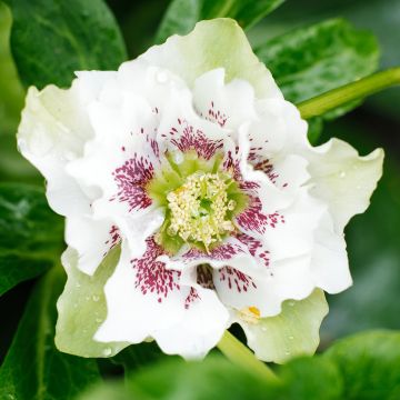 Helleborus orientalis Double White Spotted