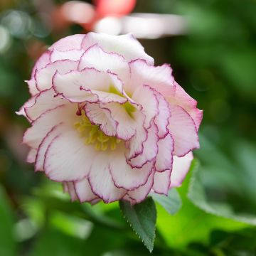 Helleborus orientalis Double White Red/Purple Edge