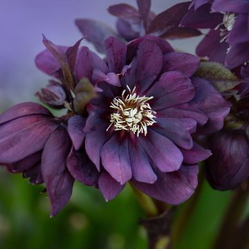 Helleborus orientalis Double Black