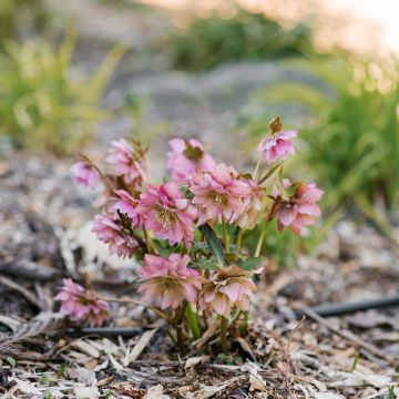 Helleborus orientalis Double Pink