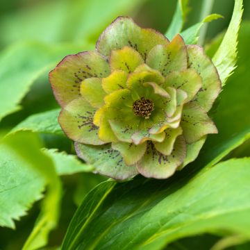 Helleborus orientalis Double Green Spotted