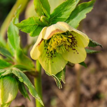 Helleborus orientalis Double Yellow Spotted