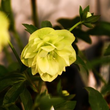 Helleborus orientalis Double Yellow