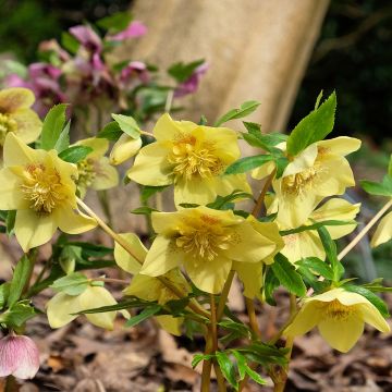 Helleborus orientalis Yellow Spotted