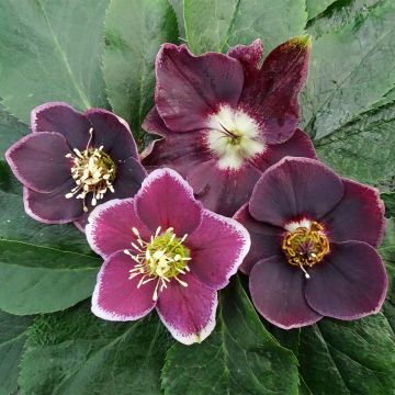 Helleborus orientalis Magic Aubergine Liseré