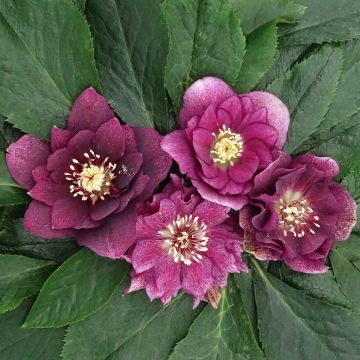 Helleborus orientalis Magic Double Red