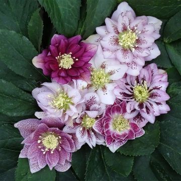 Helleborus orientalis Magic Double Rose