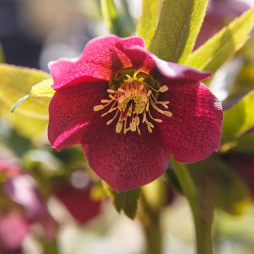 Helleborus orientalis Red