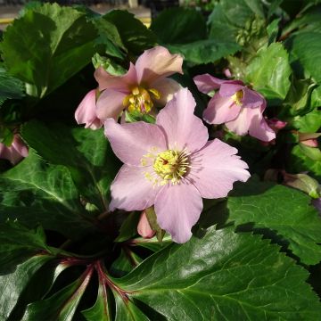 Helleborus orientalis ViV Diana