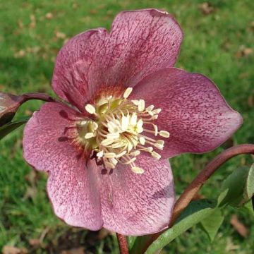 Helleborus orientalis Helleborus Orientalis