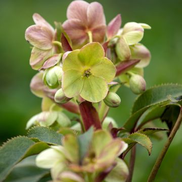 Helleborus sternii - Nieswurz-Hybride