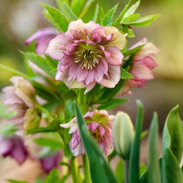 Helleborus torquatus Party Dress Hybriden