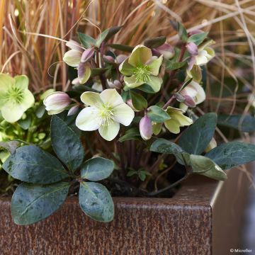 Helleborus orientalis ViV Valeria