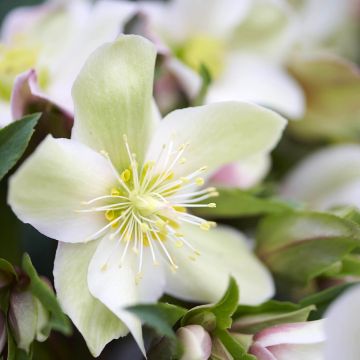 Helleborus orientalis ViV Wanda