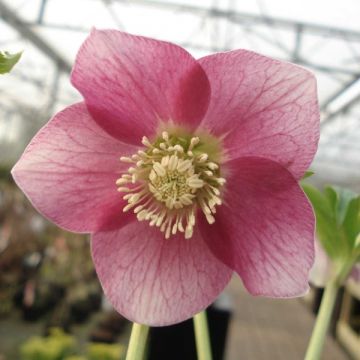 Helleborus orientalis Pink Green Centre