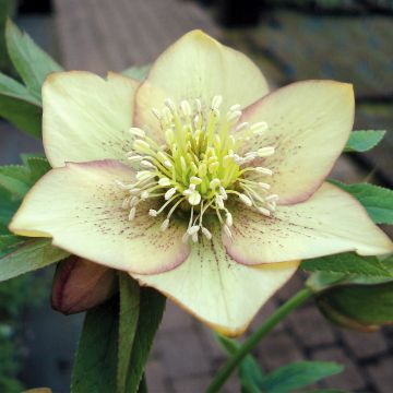 Helleborus orientalis Magic Apricot guttatus