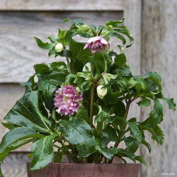 Helleborus orientalis ViV Stefania