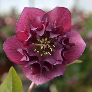 Helleborus orientalis ViV Vera