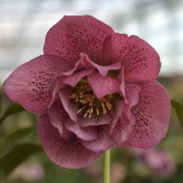 Helleborus orientalis ViV Alessia