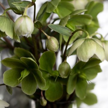 Helleborus thibetanus - Hellébore du Tibet