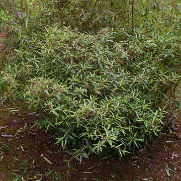 Helwingia chinensis Narrow Leaves - Helwingie de Chine à feuilles étroites