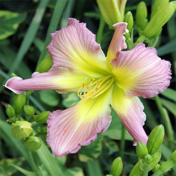 Hemerocallis Amerstone Amethyst Jewel - Taglilie