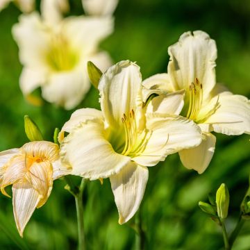 Hemerocallis Arctic Snow - Taglilie