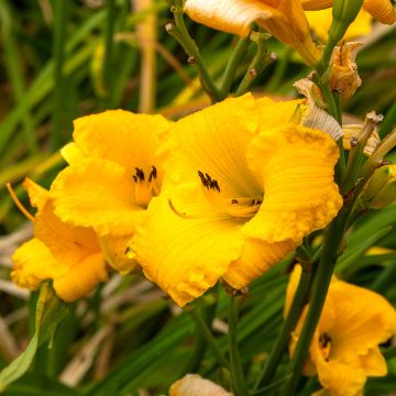 Hemerocallis Bakabana - Taglilie